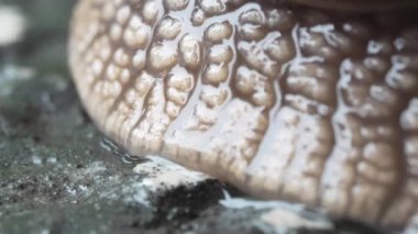 Büyük bir salyangozun Macro çekimi. Islak gastropod kameranın önünden geçer. Roma Salyangozu, Helix Pomatia. Islak, sıradan bir salyangozun buruşuk derisinin ayrıntıları. Yavaşlık, kararlılık, biyolojik çeşitlilik.