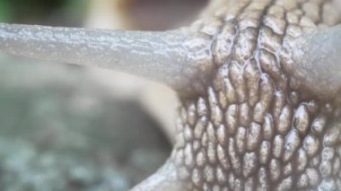 Büyük bir salyangozun Macro çekimi. Islak gastropod kameranın önünden geçer. Roma Salyangozu, Helix Pomatia. Islak, sıradan bir salyangozun buruşuk derisinin ayrıntıları. Yavaşlık, kararlılık, biyolojik çeşitlilik.