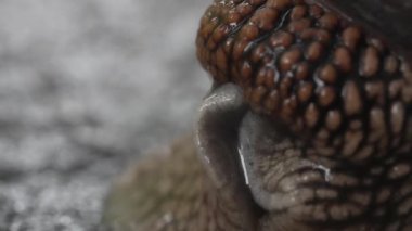 Bir salyangoz kabuğundan yavaşça kafasını çıkarırken anten ekstrüzyonu. Salyalı gastropod başını ve gözlerini uzatır. Sümüksü kafanın son derece yakından açılması. Ortaya çıkıyor, büyüleyici doğa..