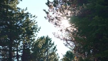 Ormanın kalın dallarından geçen güneş ışınları. Aşağıdan görünen güneş, büyük kış köknar ağaçlarının altında. Çam iğneleriyle filtrelenmiş güneş ışınlarının yavaş çekim görüntüleri.