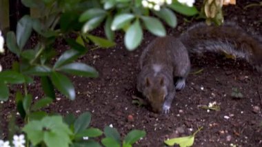 Küçük sincap yiyecek arıyor. Kemirgen Sciurus Carolinensis. Küçük tüylü hayvan kazıyor ve yiyecek bir şeyler arıyor. Aç sincabı yakından çek. 4k yavaş çekim video kaydı.