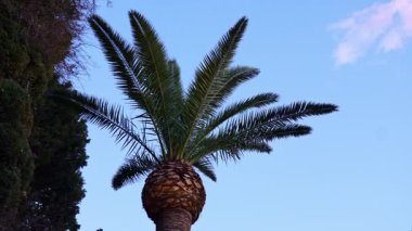 Aşağıdan görünen büyük bir palmiye ağacı. Rüzgarda esen uzun tropik palmiye yaprakları. Bahçe bitkileri, yemyeşil. Büyük Afrika palmiyelerinin budanması.