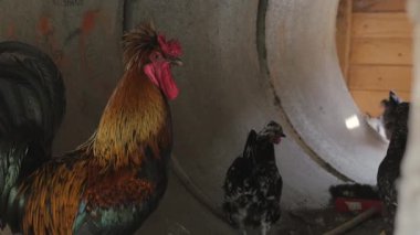 Güzel bir horoz öter. Diğer tavuklar arasında bir çiftlikte horozun çığlığı.