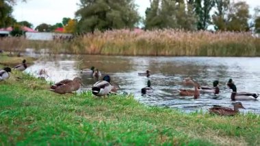 Bir grup ördek suya giriyor. Yaban ördekleri gölette birlikte zıplarlar. Kuşbilim ve hayvan davranışları. Hayvanlar ve rekabetin sosyal dinamikleri. Hayvanlar kendilerini tehdit altında hisseder ve suya atlarlar..