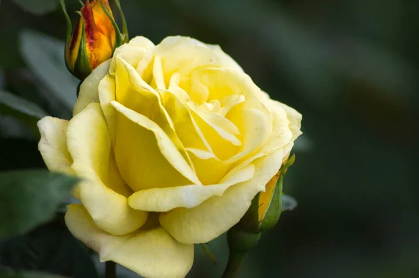 stock image Roses are one of the most commonly cultivated garden shrubs. Their extraordinary popularity was determined by the huge selection of colors and shapes of flowers