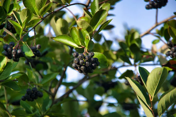 stock image Aronia, a healthy fruit bush. One of the most valuable plants worth growing in the garden