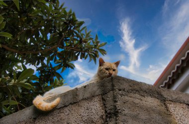 Güneşte güneşlenen kırmızı kedicik. Duvardaki kedi Mavi gökyüzüne karşı
