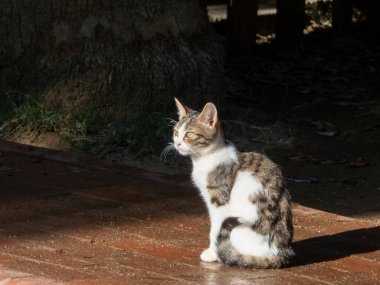 Bahçede benekli genç bir kedi, sabah güneşinin tadını çıkarıyor.