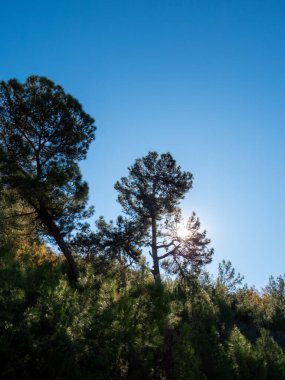Sabah güneşinin ışınları, bir çam ağacının dalları arasında, mavi bir gökyüzünün arka planında parlıyor.