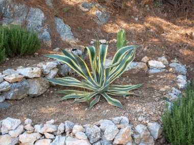 Çizgili desenli, büyük bir agave bitkisi. Ayarlanmış kaya bahçesindeki taş bir duvara yaslanmış. Kayaların keskin açıları, agave eko klasik Akdeniz manzaralarının dikenliliğiyle yan yana..