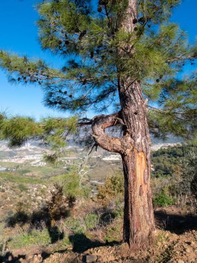 Güneşli bir sabah, Akdeniz kırsalına karşı tepeye tünemiş eğri büğrü bir çam ağacı.