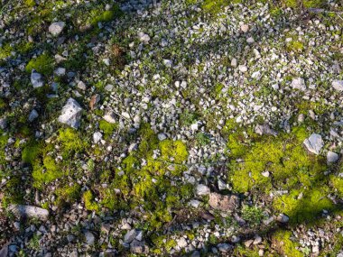 Açık yeşil yosun ve yerde güneş tarafından aydınlatılmış küçük taşlar.