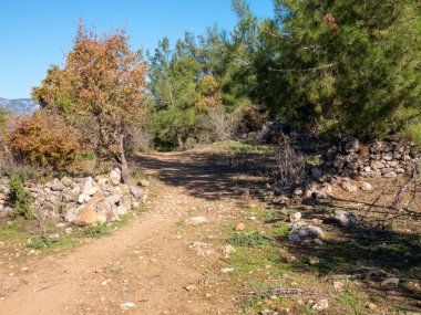 Çam ormanlarından geçerek Türkiye 'nin Siedra kentinin kalıntılarına uzanan toprak yol güneşli bir günde