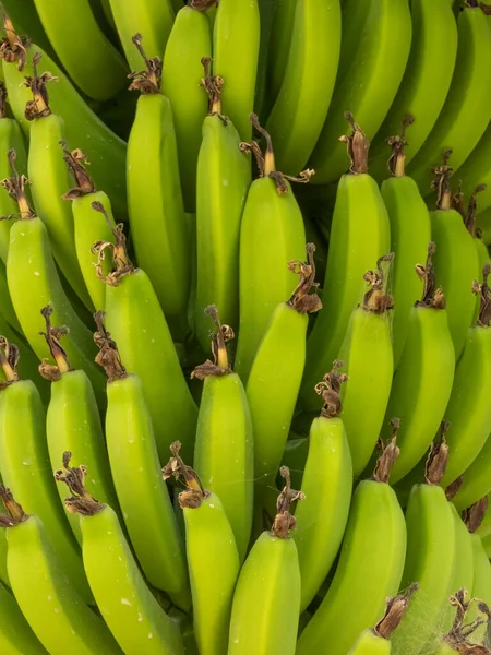 Ein Bündel Bananen Wächst Auf Einem Bananenbaum Ein Mediterranes Dorf — Stockfoto