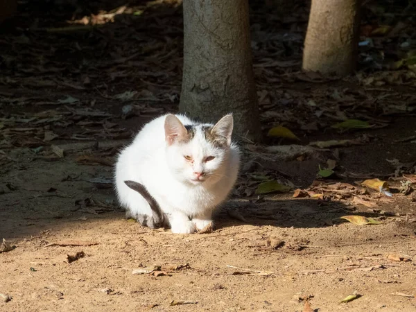 Homeless white cat with watery eyes basks in the rays of the morning sun