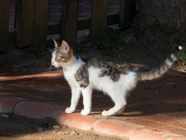Jovem Gato Branco Manchado Curioso Quintal Sol Manhã — Fotografia de Stock