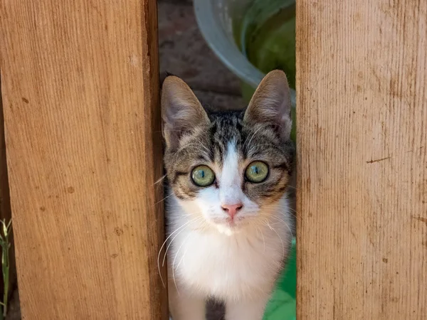 Young curious cat with green eyes peeking out from behind a wooden fence