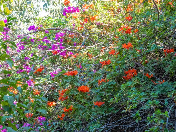 Arbusto Jardim Florescendo Florescendo Com Aglomerados Radiantes Flores Laranja Roxa — Fotografia de Stock