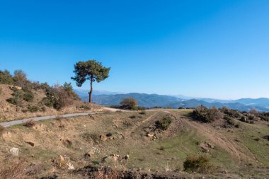Arka planda dağlar olan açık mavi gökyüzünün altında tek başına ayakta duran bir çam ağacının manzarası. Akdeniz Türkiye