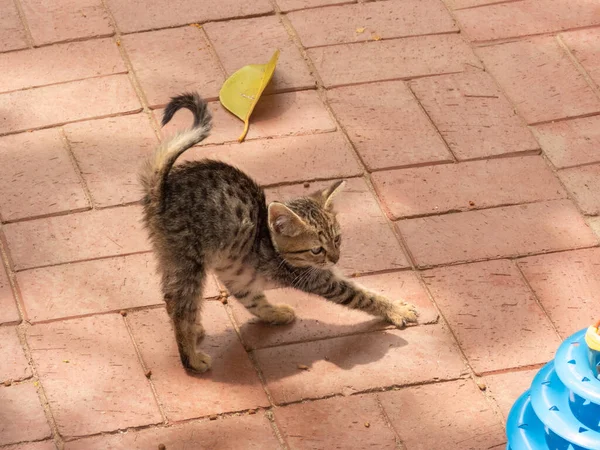 Playful Kitten Engaged Play Toy Brick Floor Surrounding Sunlight — Stock Photo, Image