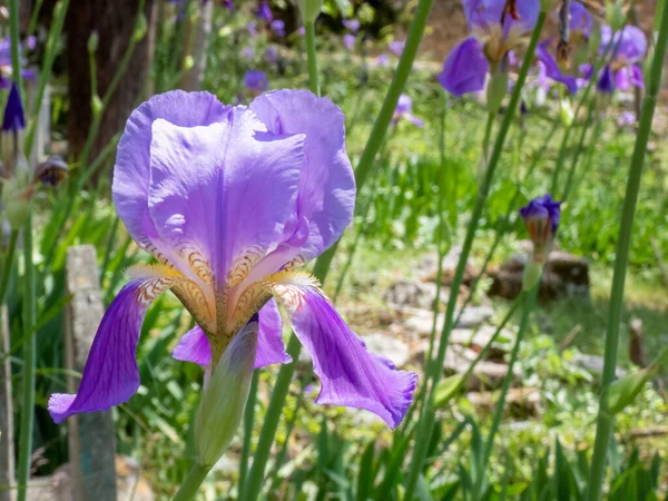 晴れた日に トルコのアランヤ要塞の鮮やかな緑の庭に紫色の虹彩の花 — ストック写真