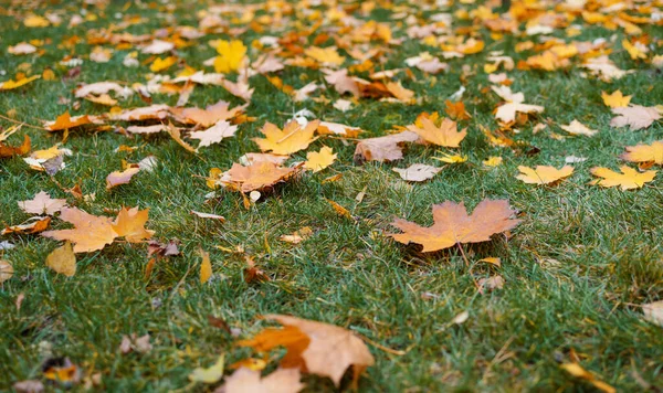 Gelbe Orangefarbene Und Rote Herbstblätter Einem Wunderschönen Herbstpark — Stockfoto