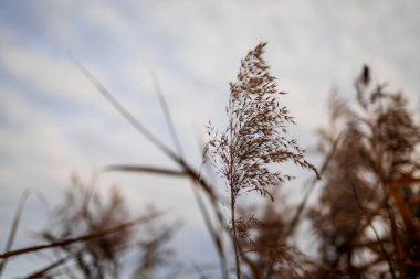 Göldeki otlar, kamış tabakası, kamış tohumları. Göldeki altın sazlıklar akşam gökyüzüne karşı rüzgarda sallanıyor. Soyut doğal arkaplan. Nötr renklerle güzel desen. 