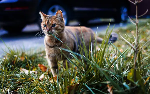 Gato Hierba Verde Otoño Hermosa Caza Gato Rojo Aire Libre — Foto de Stock