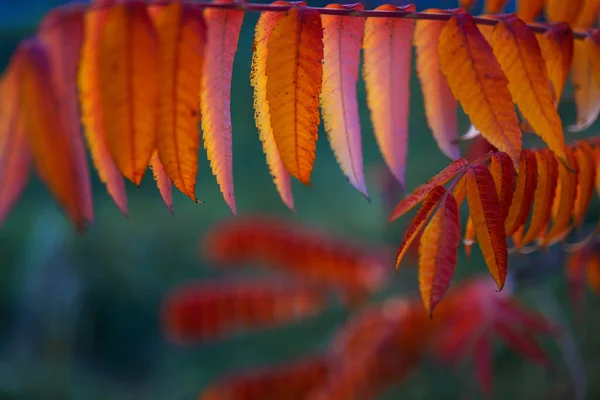Güzel Sonbahar Yaprakları Mevsimi Bulanık Arka Planda Turuncu Kırmızı Yapraklar — Stok fotoğraf