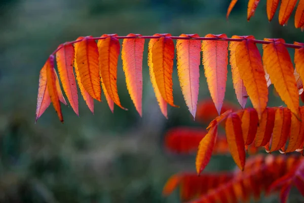 Seizoen Van Prachtige Herfstbladeren Oranje Rode Bladeren Close Wazige Achtergrond — Stockfoto