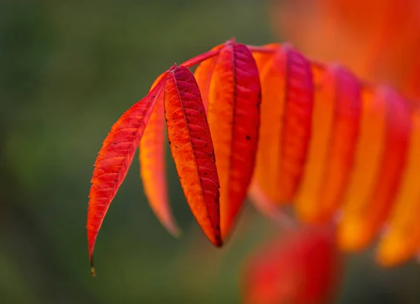 Jahreszeit Der Schönen Herbstblätter Orangerote Blätter Großaufnahme Auf Dem Verschwommenen — Stockfoto