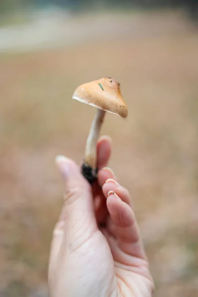 Pilze Falscher Honigpilz Einem Schönen Herbstwald Suche Nach Pilzen Wald — Stockfoto