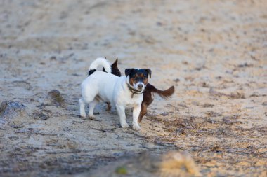 Köpek cins cocker spaniel ve Jack Russell gün batımında sahilde oynuyorlar..