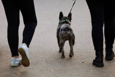 Güçlü ve sağlıklı genç bir Fransız bulldog postasıyla parkta geziniyor..