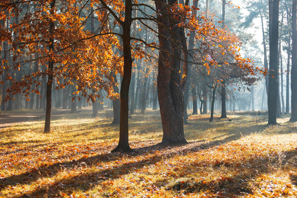 Autumn forest nature. Bright morning in a colorful forest with sunbeams through the branches of trees. Landscape of nature with sunlight