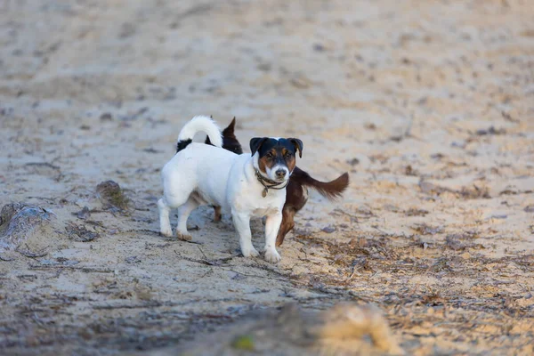 Pies Rasy Cocker Spaniel Jack Russell Bawiący Się Plaży Zachodzie — Zdjęcie stockowe