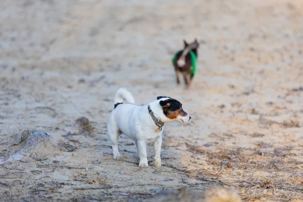 Порода Собак Кокер Спаниель Джек Рассел Играет Пляже Закате — стоковое фото