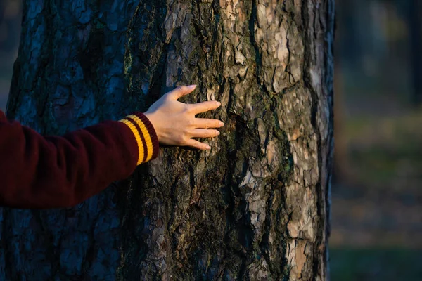 Hand touch the tree trunk. Woman hand touches a pine tree trunk, close-up. Human hand touches a tree trunk. Bark wood. Wild forest travel. Ecology - a energy forest nature concept.