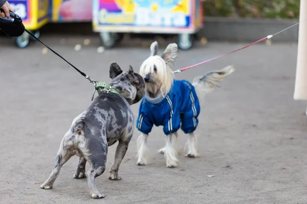 Dois Cães Engraçados Cheirando Narizes Cheiro Parque Trelas Olhando Uns — Fotografia de Stock