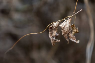 Kuru Sonbahar Çimlerini Kapatın. Tarlada narin kuru çiçek.