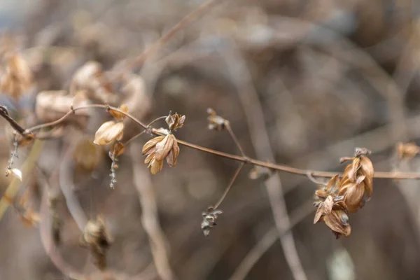 Kuru Sonbahar Çimlerini Kapatın Tarlada Narin Kuru Çiçek — Stok fotoğraf
