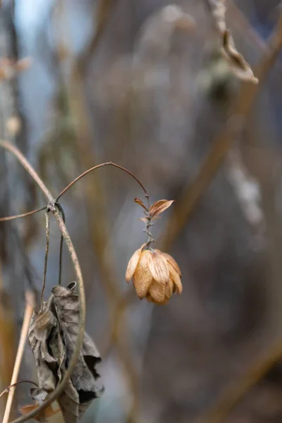 Kuru Sonbahar Çimlerini Kapatın Tarlada Narin Kuru Çiçek — Stok fotoğraf
