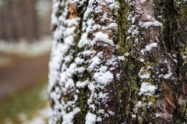 Kış ormanında bir ağaç gövdesine kar yağar. Yakın plan..