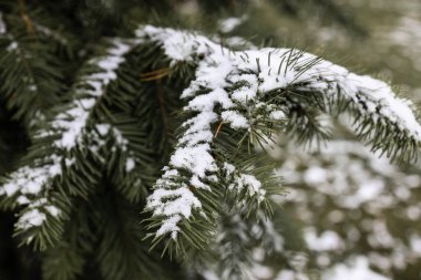 Frosty Spruce şubeleri. Açık hava don sahnesi. Kar mevsimi arka planı. Doğa ormanı ışığı manzarası. Karlı, manzaralı, karlı.