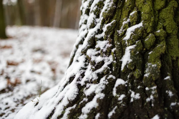 stock image Snow on a tree trunk in winter forest close-up.