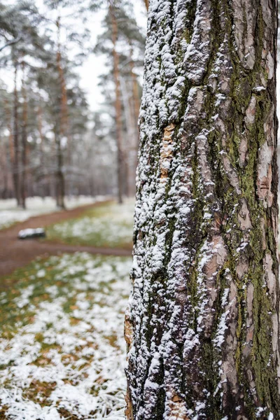 Neve Tronco Árvore Floresta Inverno Close — Fotografia de Stock