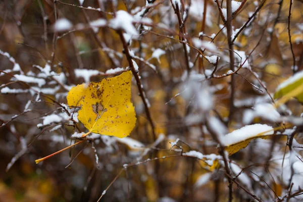 Sonbaharın Sonlarında Kışın Başında Kar Altında Güzel Sarı Yapraklar Parkın — Stok fotoğraf
