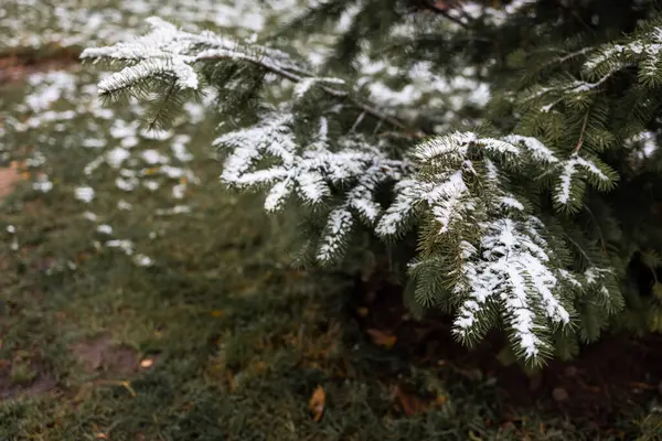 Frosty Spruce Branches Scène Givre Extérieur Fond Hiver Neige Nature — Photo
