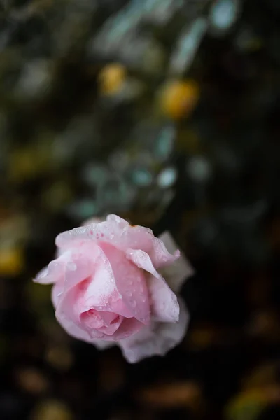 Różowe Róże Pokryte Mrozem Kwiat Róży Pierwszym Mrozie — Zdjęcie stockowe