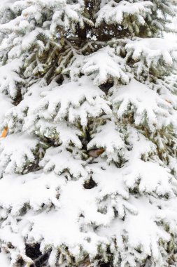 Beyaz arka planda kar ve kırağı kaplayan noel ağacı köpüğü..